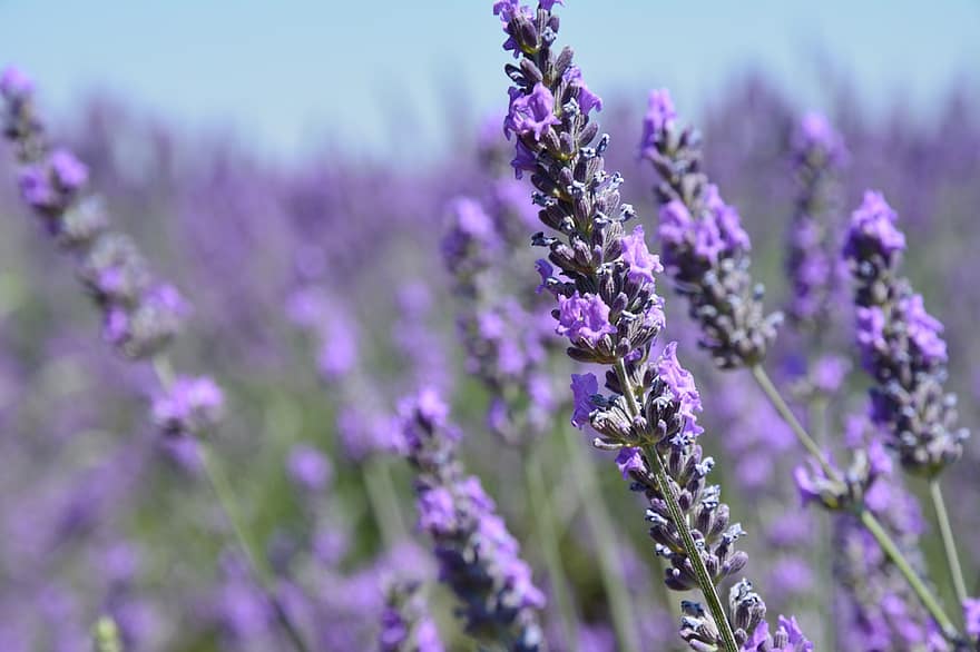 lavendel-, blommor, fält, lila blommor, blomma, doft, växter, Valensole, provence, Alpes-de-Haute-Provence, frankrike