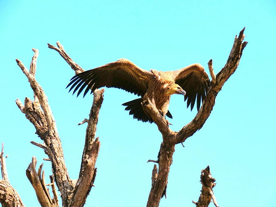 Vulture, Bird, Tree, Survival, flying, animals in the wild, bird of prey, branch, blue, feather, beak