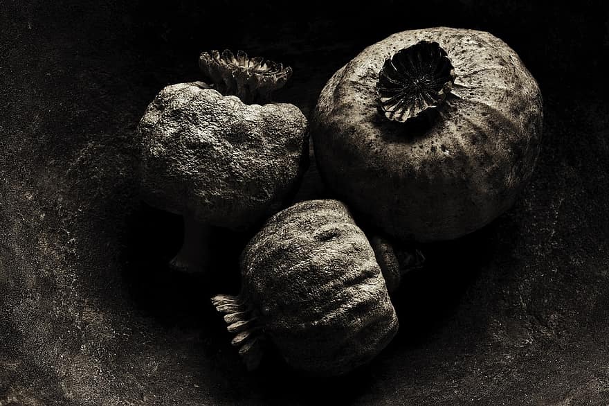Poppy, Seed, Nature, Growth, food, black and white, close-up, old, animal shell, mollusk, seashell