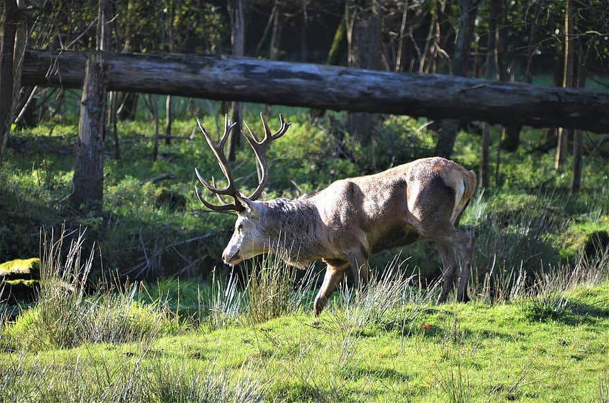 animal, fallow deer, mammal, deer, forest, grass, animals in the wild, horned, grazing, stag, tree