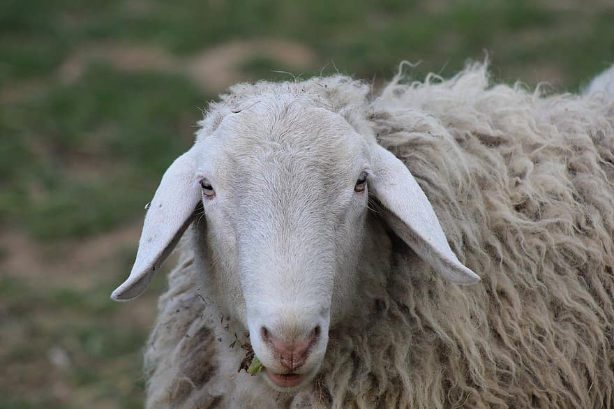 πρόβατο, φύση, Σλοβενία, αγρόκτημα