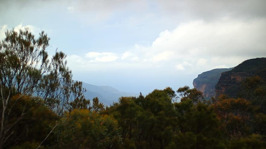 arboles, bosque, montañas, colina, Punto Wentworth, sydney, Australia, naturaleza