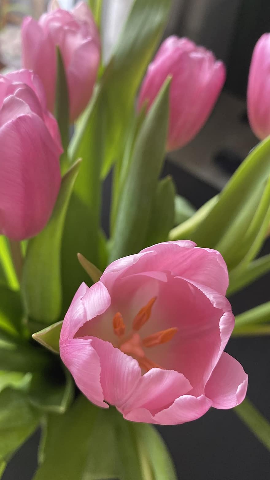 květiny, tulipány, rostlina, květ, jaro, Příroda, květu hlavy, okvětní lístek, list, detail, růžová barva