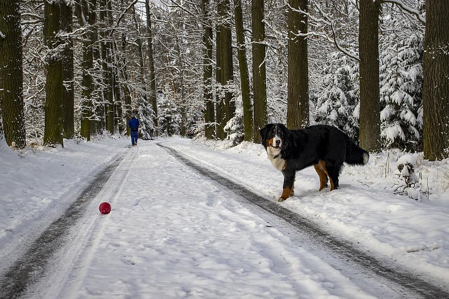 собака, щенок, бернский пес, зима, животное, домашнее животное, снег, лес, счастливый, мороз, оживление