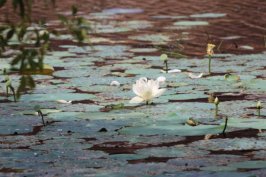 fluir, loto, estanque, templo, budismo, Sri Lanka