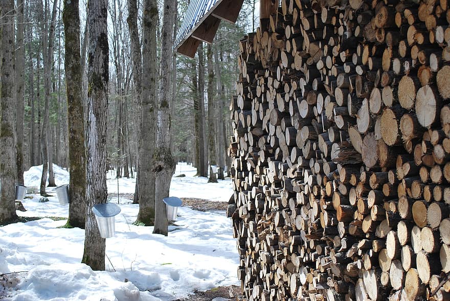 Logs, Buckets, Maple Sap, Wood Pile, Firewood, Boiler, Maple Water, Trees, Snow, Winter, Nature
