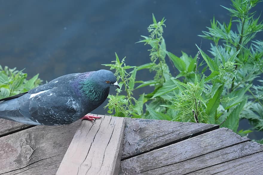Dove, Bird, City, Pond, Outskirts, Tree, Wood, Gait, Plants, Greens, The Bushes
