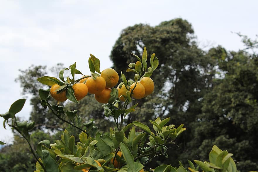 Mandarin, jeruk keprok, buah-buahan, makanan, segar, sehat, matang, organik, manis, menghasilkan, daun