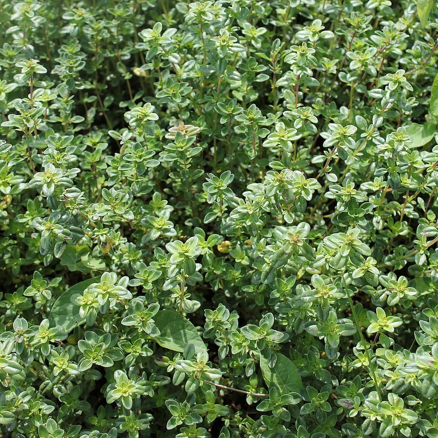 Thyme, Plants, Herbs, Leaves, Aromatic, Green, Organic, leaf, plant, green color, summer