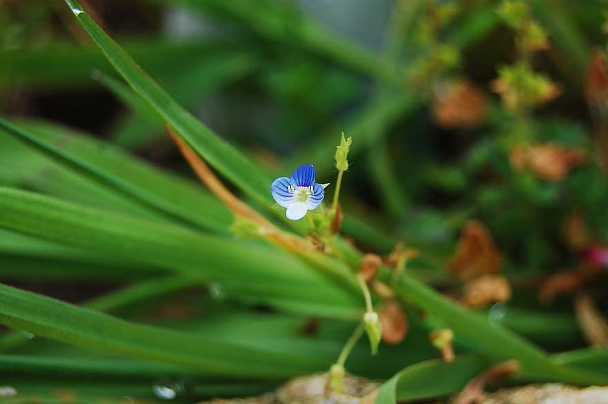persian speedwell, λουλούδι, φυτό, πέταλα, μπλε λουλούδι, αγριολούλουδο, βότανο, ανθίζω, χλωρίδα, άνοιξη, φύση