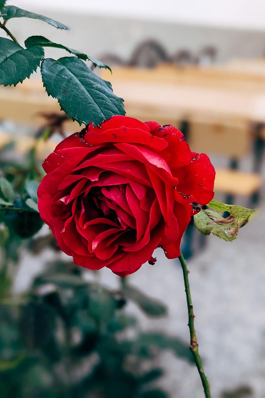 Róża, kwiat, roślina