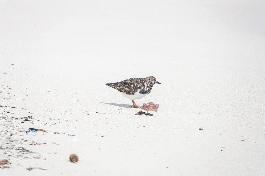 maçarico, de praia, areia, costa, Beira Mar, shorebird, pássaro, animal, aviária