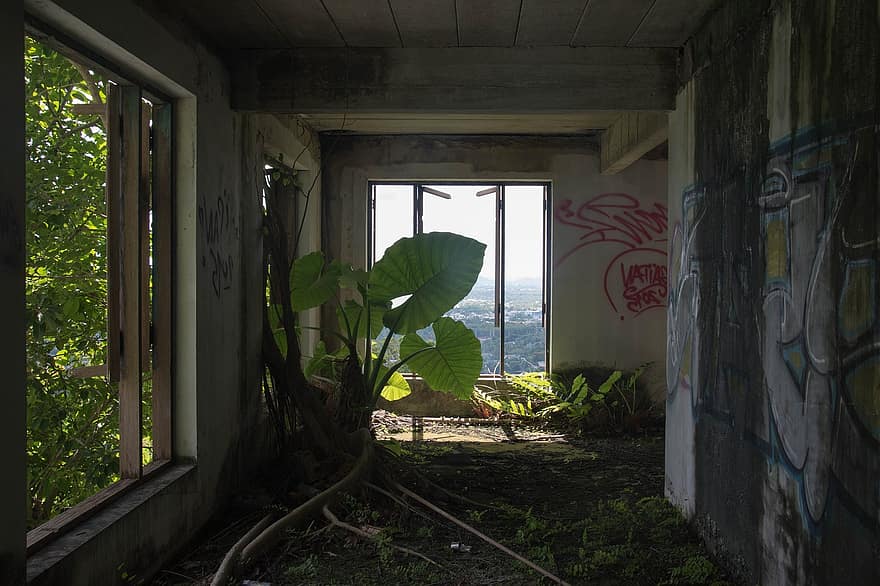 Building, Abandoned, Plant, Graffiti, Windows, Hallway, Spooky, Scary, architecture, window, indoors