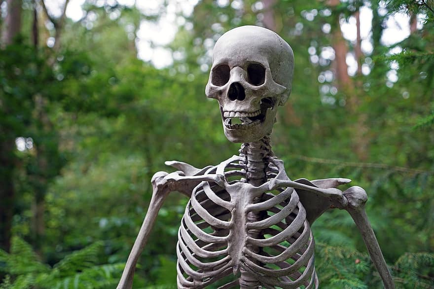 esqueleto, bosque, de miedo, muerte, vida, cráneo, hueso, cabeza, al aire libre, anatomía, no muerto
