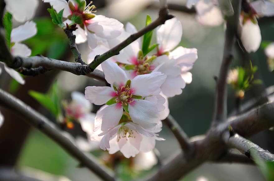 бадемовите цветове, цветя от бадеми, розови цветя, пролетно време, едър план, цвете, клон, растение, цветна глава, цвят, венчелистче