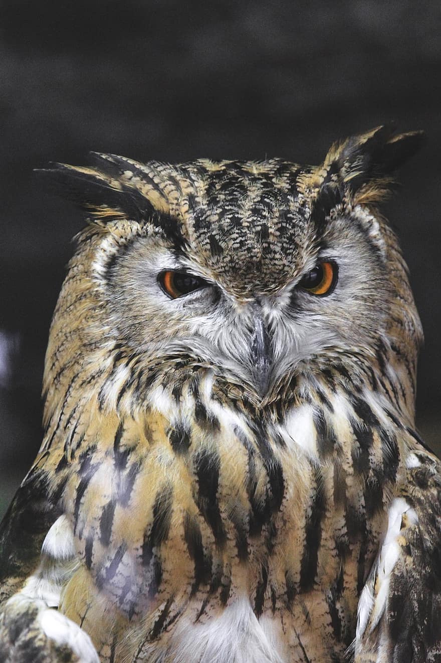 Eagle Owl, Bird, Animal, Eurasian Eagle Owl, Owl, Bird Of Prey, Wildlife, Portrait