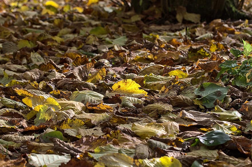 الخريف ، أرضية الغابة ، طبيعة ، أوراق الشجر ، فصل الخريف ، اوراق اشجار
