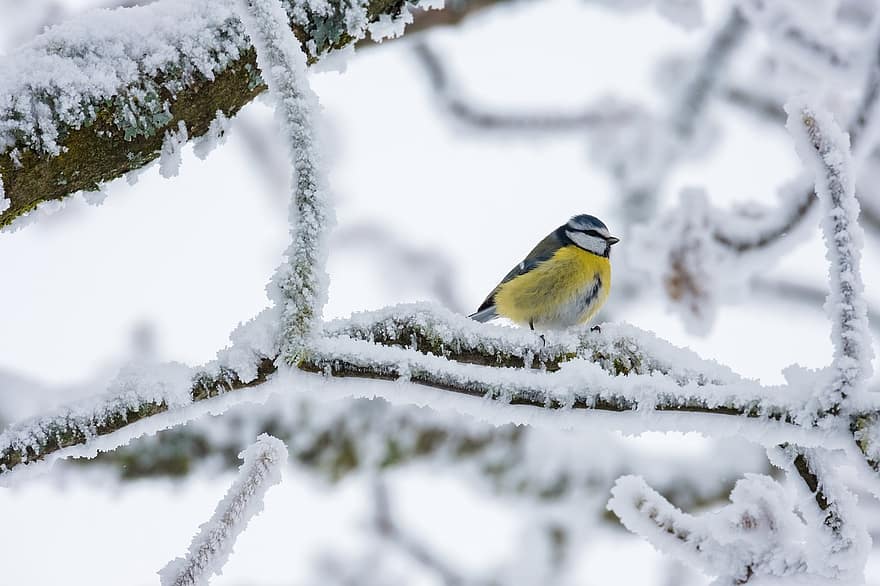 นก, หัวนมสีฟ้า, ฤดูหนาว, กิ่งไม้, น้ำค้างแข็ง, หนาวจัด, หยาด, หิมะ, เต็มไปด้วยหิมะ, หนาว, คราบนำ้ค้างแข็ง