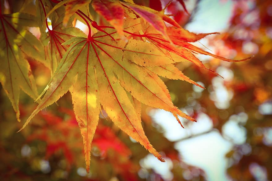 folhas de outono, folha de Carvalho, bordo, folhagem de outono, outono, madeira, natureza, plantas, pétala, panorama, jardins floridos