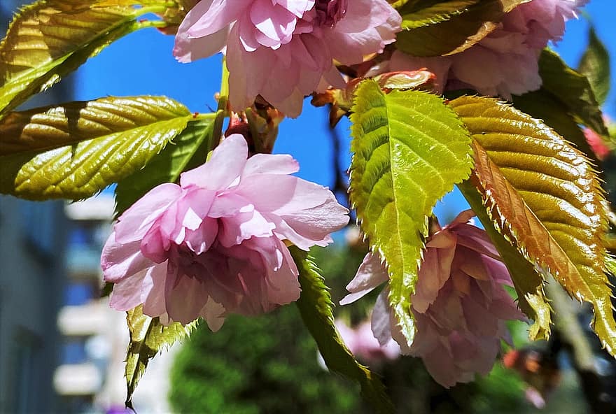 primavera, fiore di ciliegio, cielo, albero, natura, rosa, germoglio, figura, pianta, i petali, flora