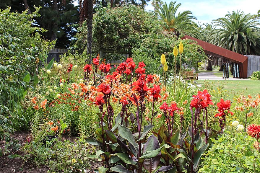 bunga-bunga, tanaman, taman, Lili Canna Merah, berkembang, mekar, tempat tidur taman, musim panas, alam, Canna Lily Merah