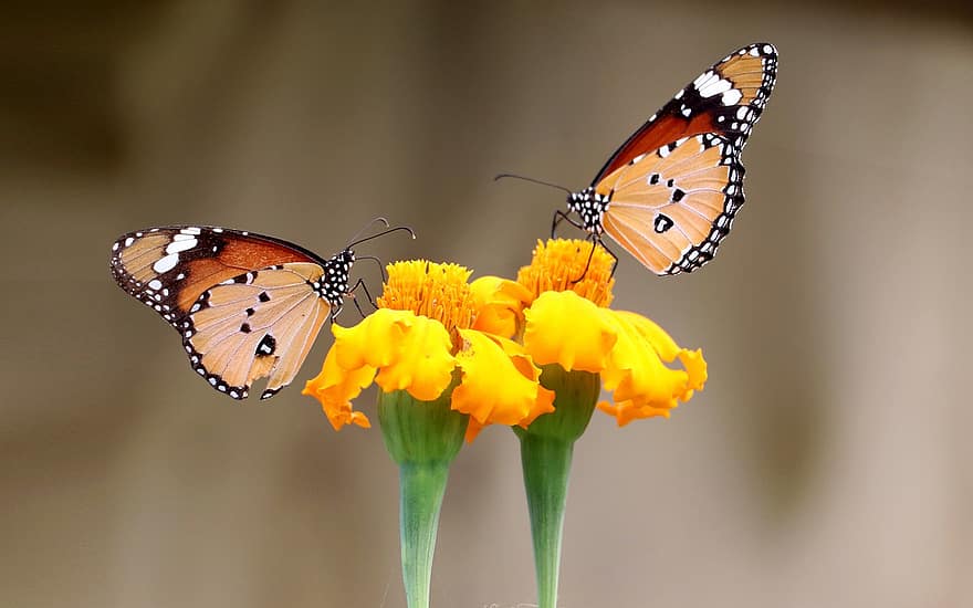 Butterflies, Lepidoptera, Butterfly, Flower, Pollen, Pollinate, Pollination, Insect, Yellow Flower, Winged Insect, Fauna
