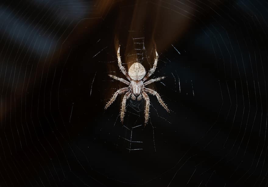 la nature, araignée, le web, insecte, arachnide, animal, toile d'araignée, punaise, foncé, faune, effrayant