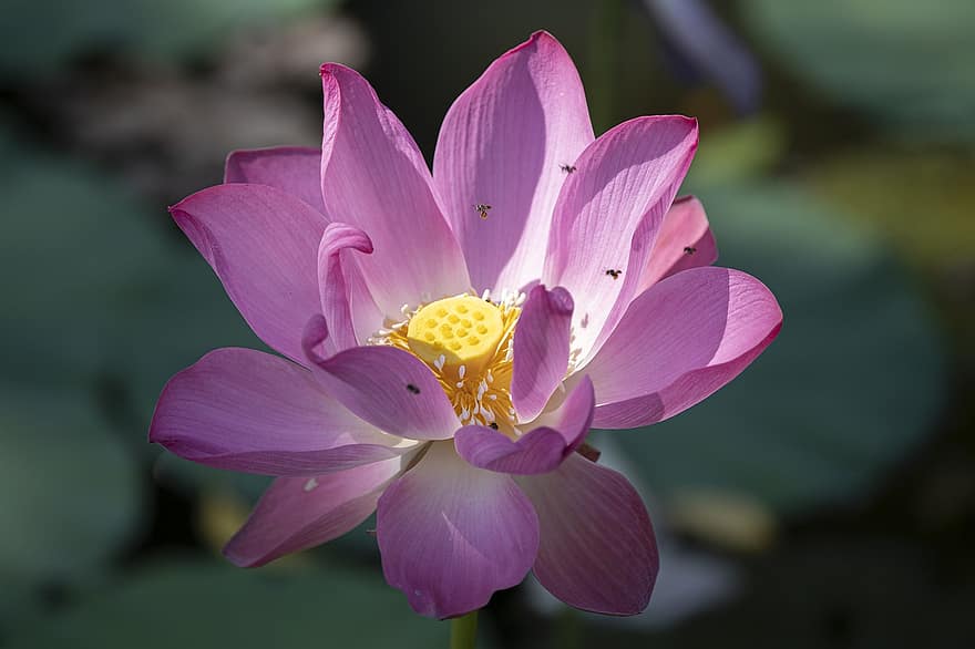 lotus, blomst, plante, hellig lotus, pink lotus, lyserød blomst, kronblade, åkande, flor, vandplante, flora