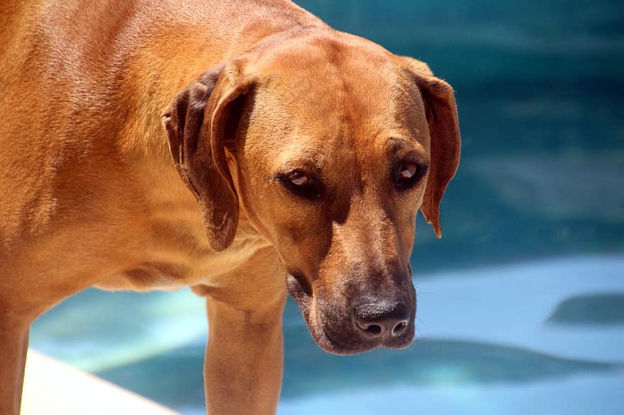 Куче край басейна, родезийски риджбек, Южна Африка, кучешка глава, портрет на куче, кучешки поглед, кучешка муцуна, домашен любимец, животно, муцуна, животински портрет
