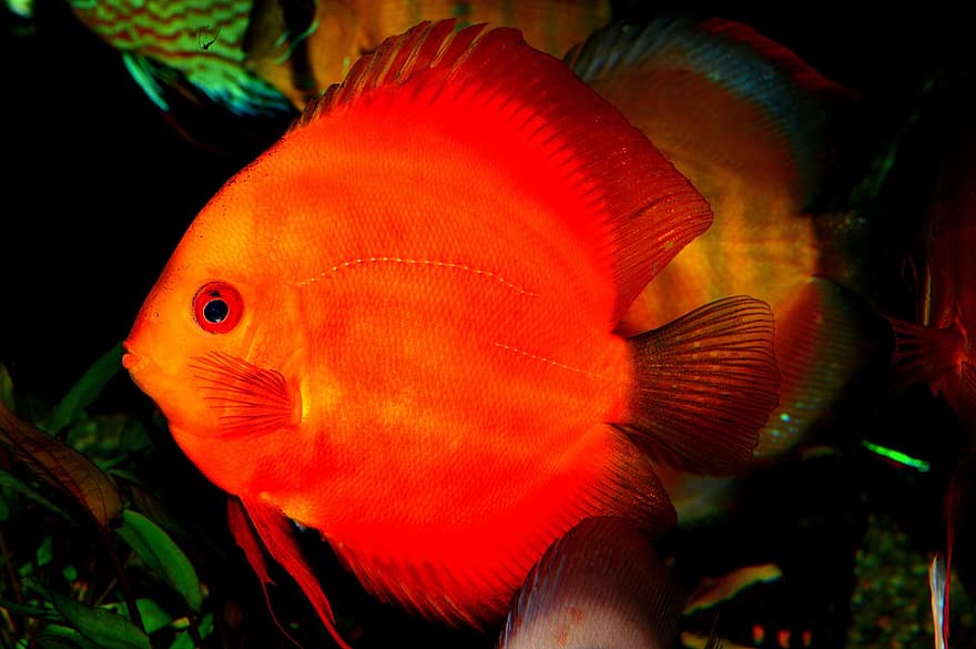 aquarium, poisson, poisson rouge