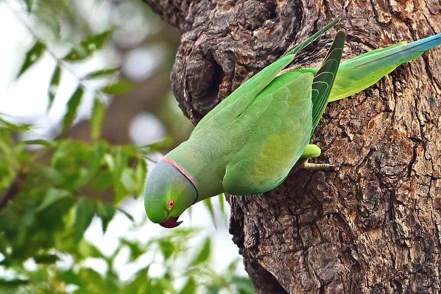 papagailis, putns, budgie, spalvas, zaļš putns, zaļās spalvas, ave, putni, ornitoloģija, putnu vērošana, dzīvnieku