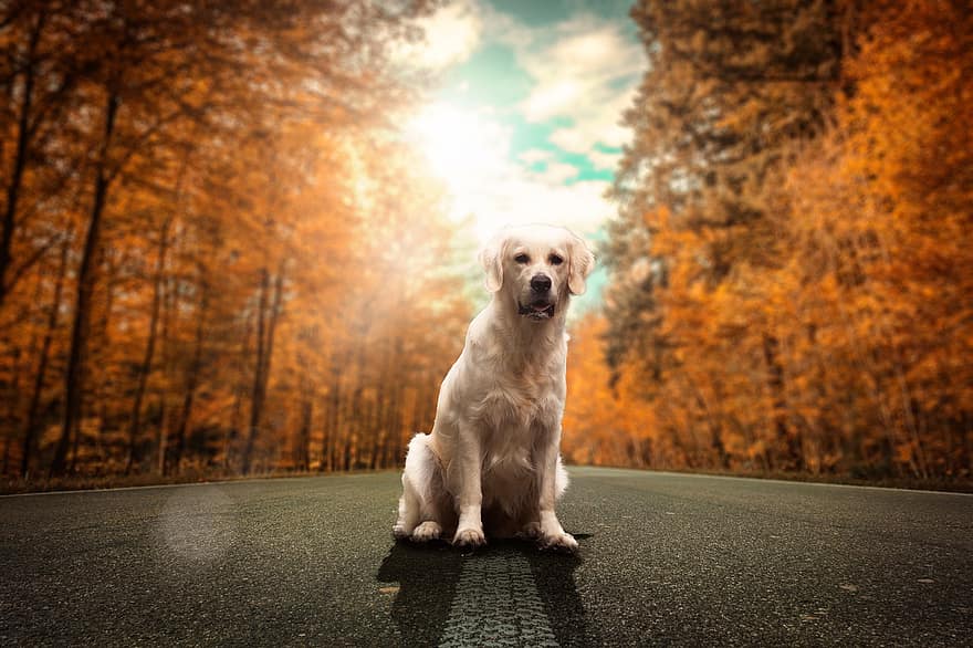 perro, Labrador, mascota, mamífero, animal, perdiguero, la carretera, calle, arboles, bosque, cielo