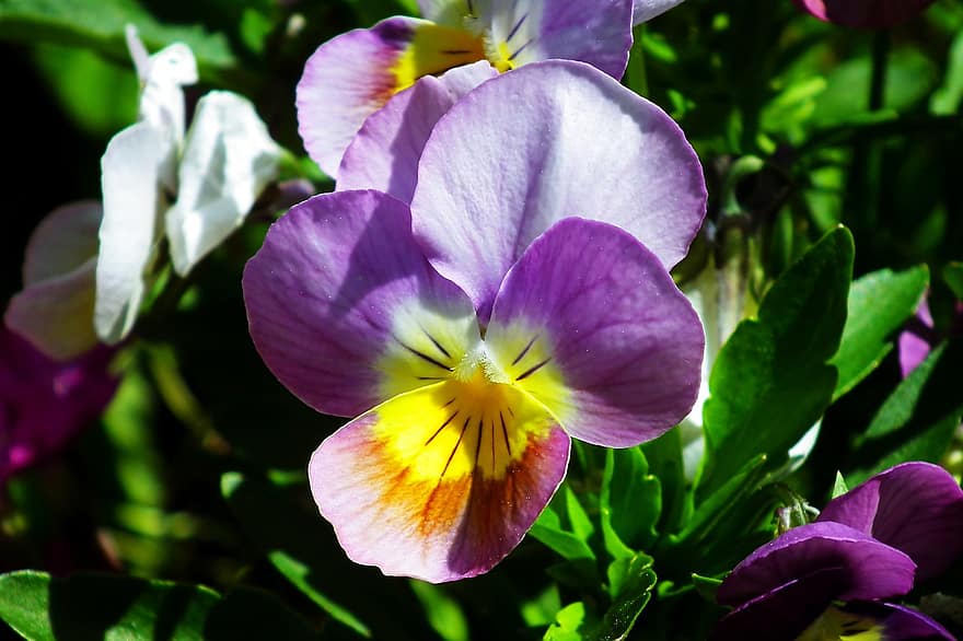 Stiefmütterchen, Blumen, Garten, Frühling, Pflanze, violett, Natur, dekorativ, Nahansicht, Blühen