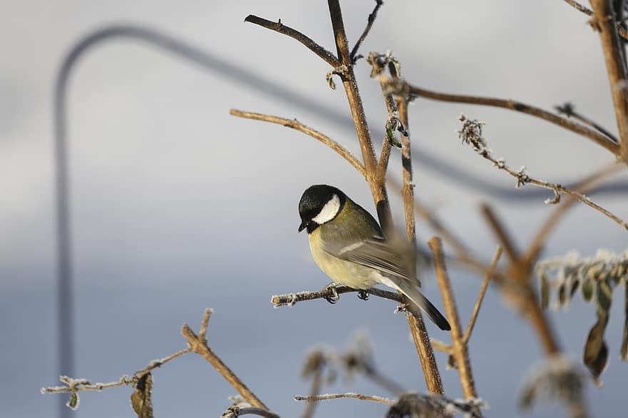 Great Tit, Bird, Branch, Perched, Tit, Animal, Wildlife, Feathers, Plumage, Winter, Snow