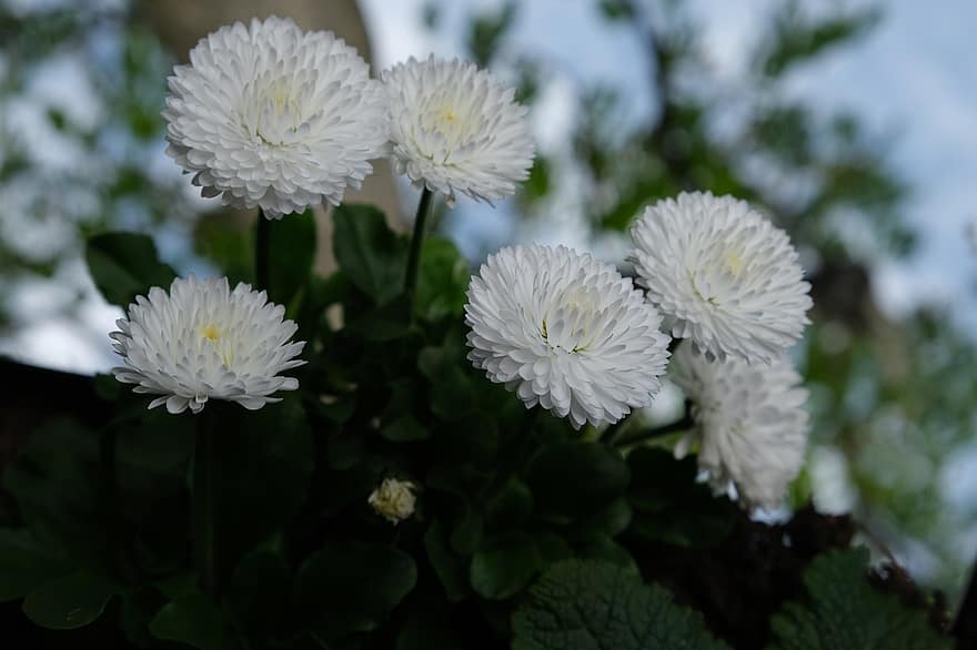 hvid blomst, fælles daisy, daisy, blomst, hvid, kronblade, plante