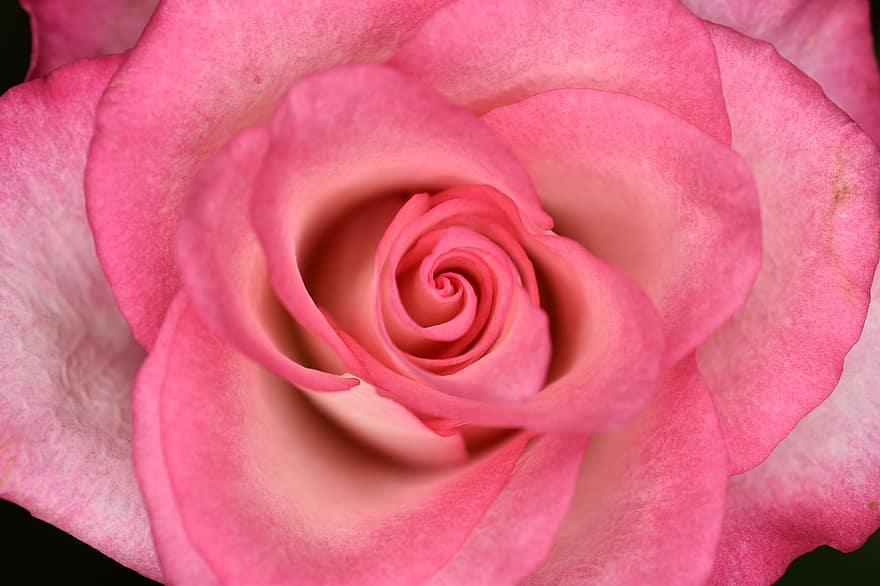 rosa, flor, Flor, natureza, beleza, flora, pétalas cor de rosa, fechar-se, botânica, floricultura