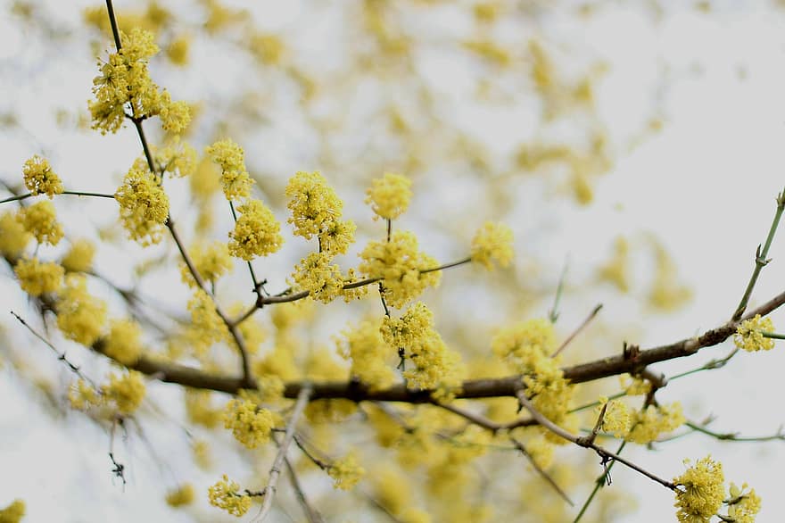 Japāņu Cornel, ziedi, pavasarī, dzelteni ziedi, zied, zieds, filiāle, koks, krūms, raksturs, dzeltens