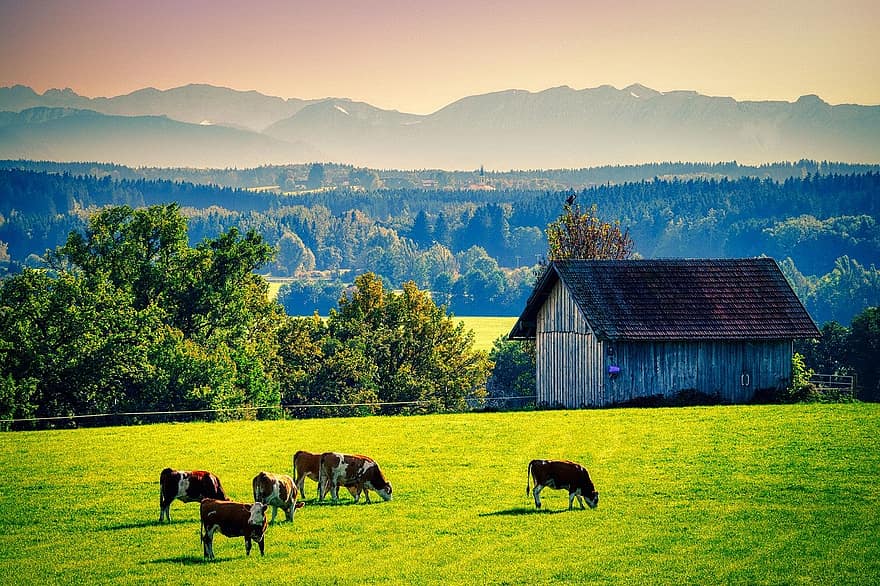 pastures, vaques, ramat, escena rural, granja, herba, prat, paisatge, agricultura, muntanya, vaca