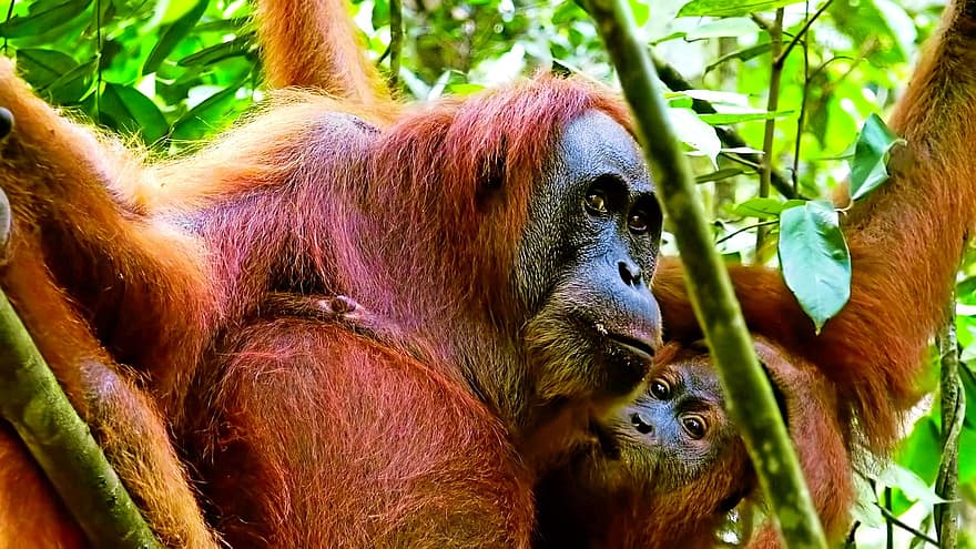 orangutan, mico, primat, cabell, bosc, mamífer, jove, animal, zoo, salvatge, fusta