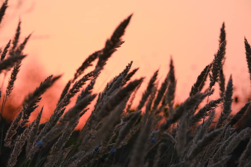 пшениця, поле, світанок, злакові, зерно злаків, урожай, рослини, плантація, ферми, природи, сутінки