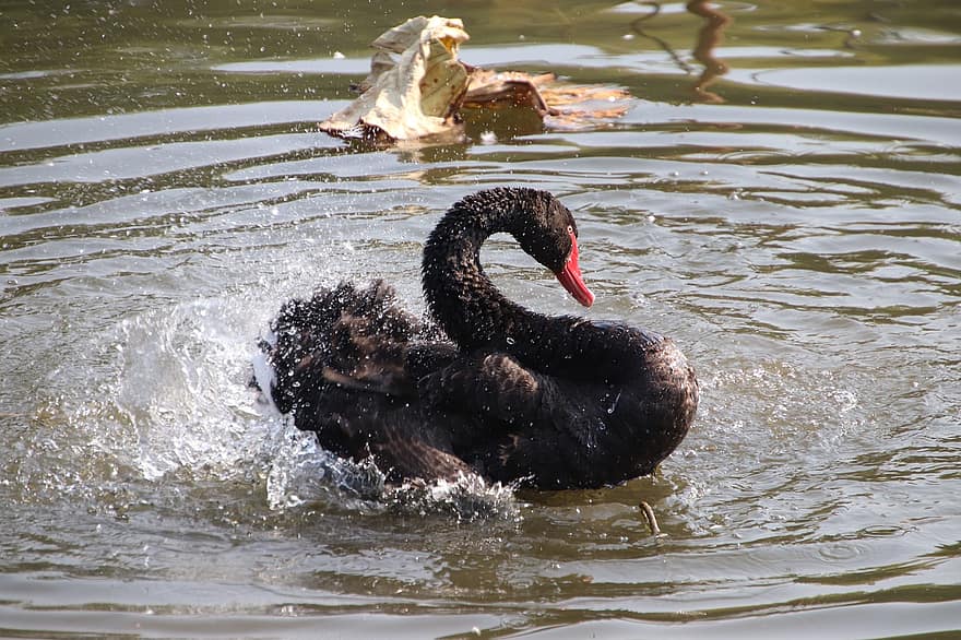 Swan, Bird, Black Swan, Animal, Pond, Water Bird, Beak, Feathers, Plumage, Aquatic Bird, Waterfowl