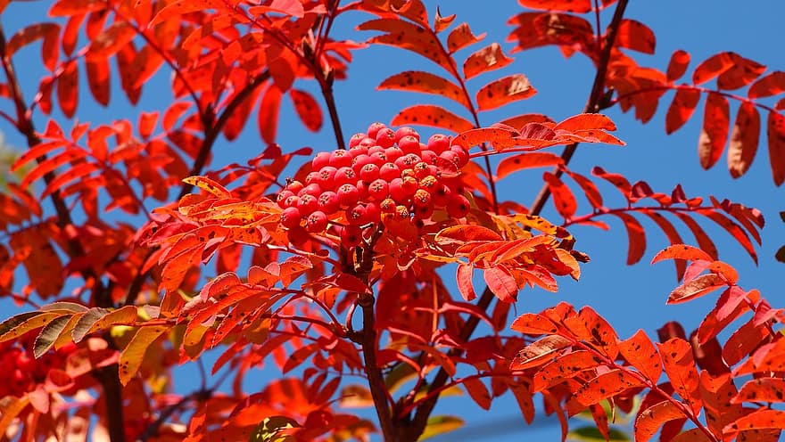 Rowan, autunno, natura, albero, le foglie, foglie rosse, frutta, rami
