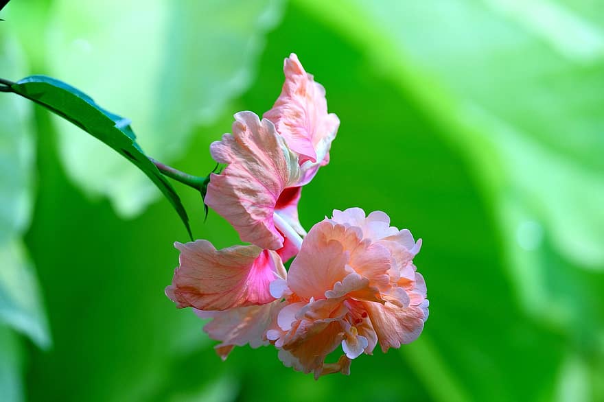 hibiscus, floare, plantă, petale, a inflori, frunze, natură