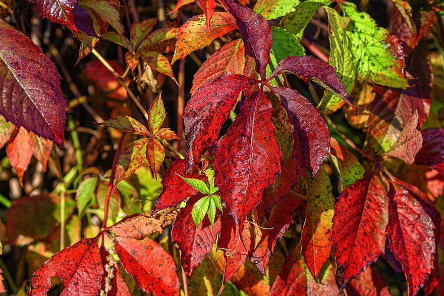 podzim, listy, podzimní listí, podzimní barvy, podzimní sezónu, podzim listí, podzimní listy, barvy podzimu, les