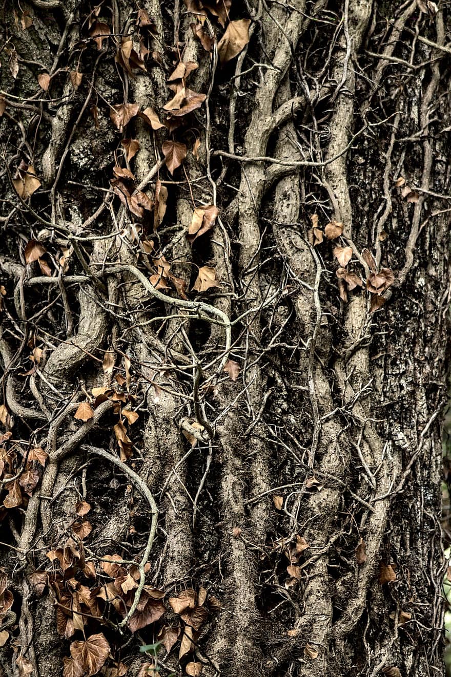 Tree, Roots, Forest, Nature, Trunk