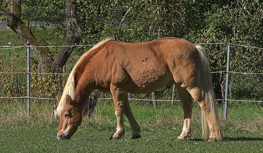 thú vật, con ngựa, động vật có vú, loài, động vật, đồng cỏ, ăn cỏ