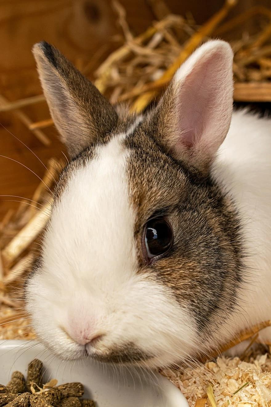 Animal, Rabbit, Mammal, Species, Fauna, Pet, Fur, Whiskers, Dwarf Rabbit, Rabbit Ears, Close Up