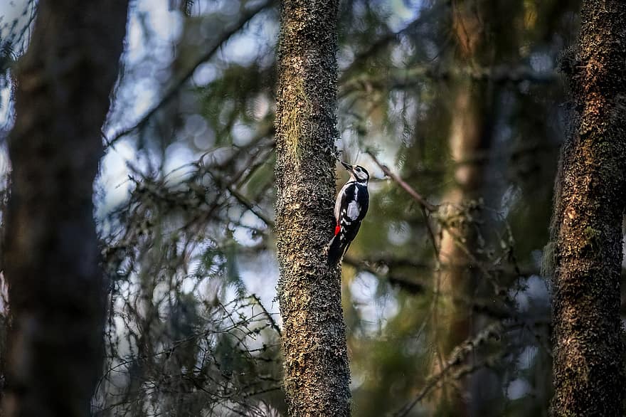 Great Spotted Woodpecker, Bird, Forest, Dendrocopos Major, Animal, Wildlife, Fauna, Wilderness, Environment, Nature, Tree