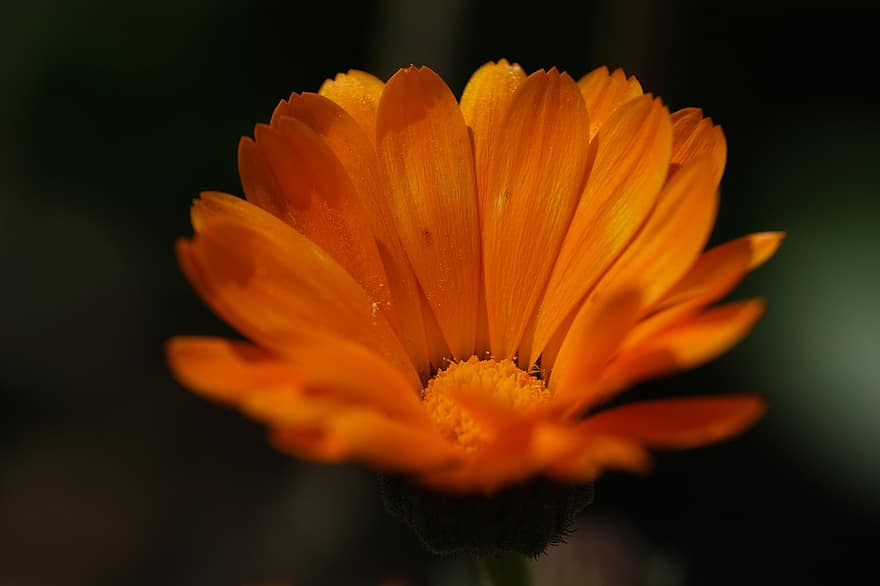 Flower, Calendula, Marigold, Orange, Plant, Petals, Flora, close-up, yellow, summer, petal