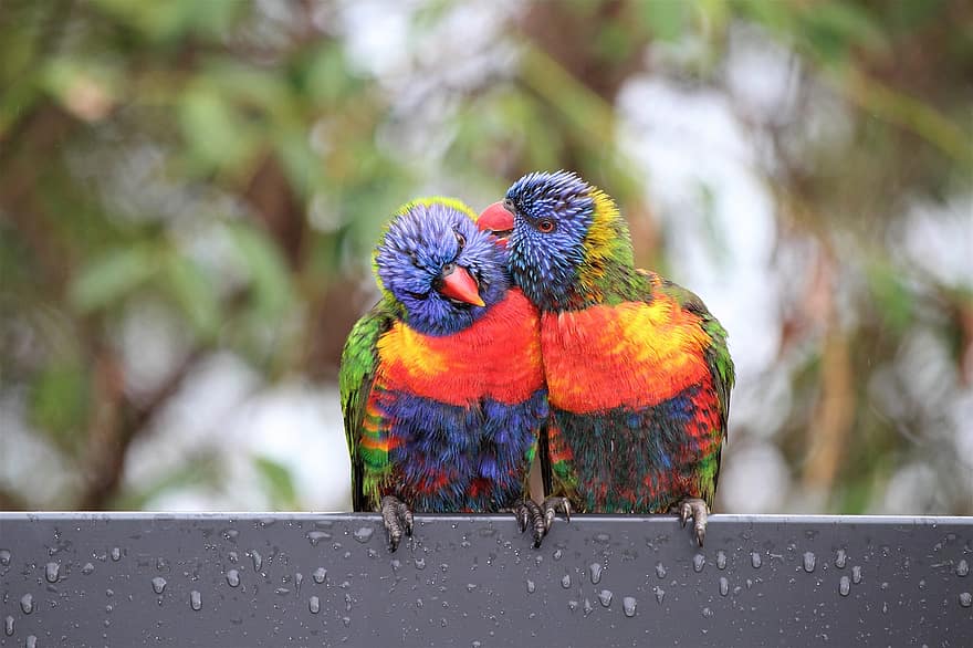 fugle, Loriinis, lorikeets, Australien, aviær, multi farvet, næb, fjer, tæt på, kæledyr, ara